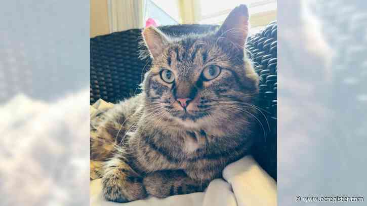 Tabby cat Mortimer adores spending time with people