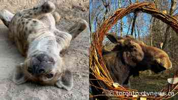 'Ambassadors for their species in the wild': Toronto Zoo loses 2 long-term residents