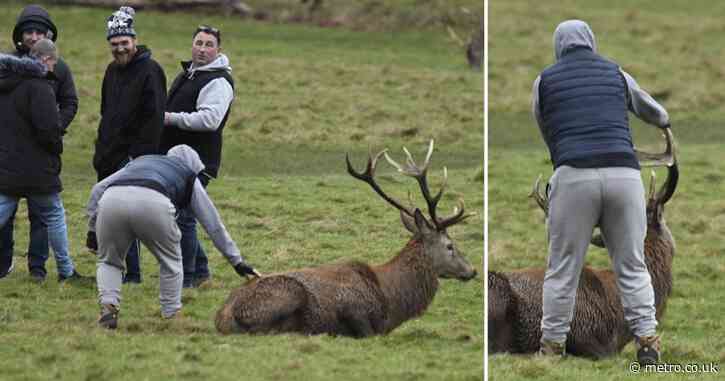 Shocking moment group of yobs assault wild stag by pulling its antlers