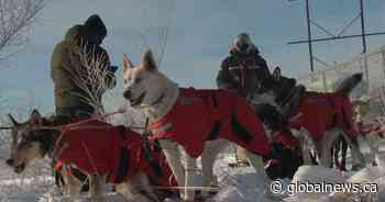 People brave the cold to dog sled near Saskatoon