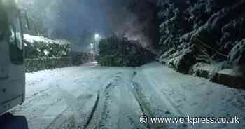 Fallen tree blocks key road into York during snowfall