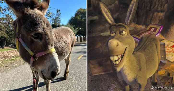 Donkey that inspired beloved Shrek character dies aged 30