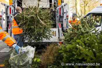 Gemeente Lille haalt vanaf woensdag kerstbomen aan huis op