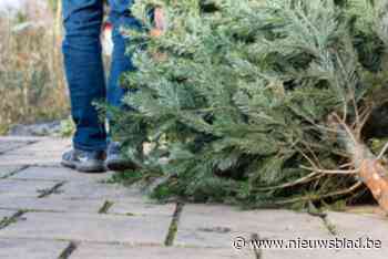 Medewerkers gemeente halen kerstbomen in Beerse aan huis op