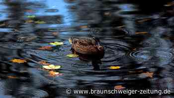 Kurioser Braunschweiger Feuerwehreinsatz: Ente friert auf Teich zu