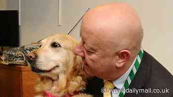 A day in the life of Britain's most famous guide dog: Watch how Jennie the golden retriever went from a horror XL Bully attack to the Lib Dem's secret weapon at MP Steve Darling's side