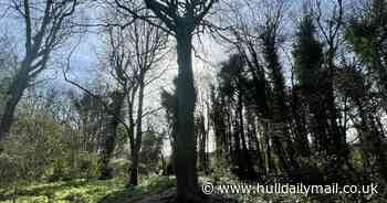 Hull's Penny Tree - the story behind curious landmark in city cemetery