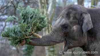 Christmas trees on the menu at Berlin Zoo