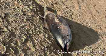 Huge fish which is 'faster than a Porsche' washes up on Welsh beach