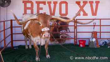 Bevo will be back on the sidelines when the Longhorns take on the Buckeyes