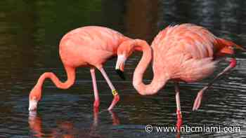 Bill seeks to replace mockingbird with flamingo as Florida's state bird, again