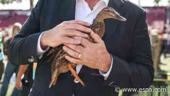 Rally duck returns: Can Tampa Bay's 'good luck duck' work its magic again?