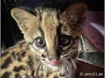 Rescatan a una oncilla, el felino más pequeño y hermoso de América Latina (VIDEO)