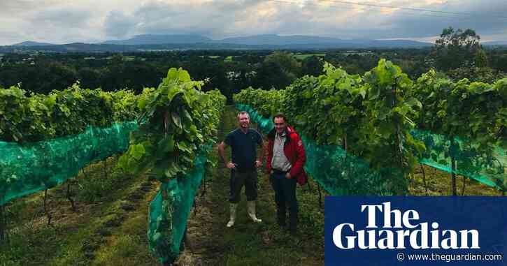 Ripe for the picking? Irish wine on the up – but ‘nobody will retire rich’