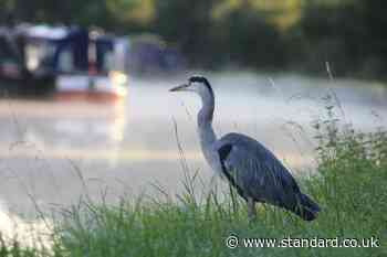 Canal network’s ‘ecological footprint’ mapping shows its value for nature