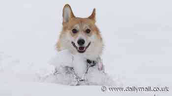 Snow way! Digby the dog makes the most of the wintry weather