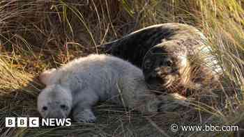 Seal mothers 'may be moving to less crowded sites'