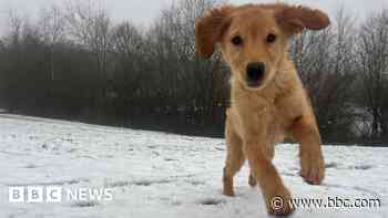 In pictures: Snow falls across the East of England