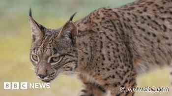 Saving a species: The slow return of the Iberian lynx