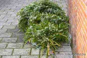 Gemeente haalt afgedankte kerstbomen thuis op maar dat kan even duren