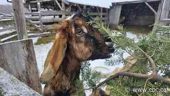 These western Quebec goats are getting a tasty holiday treat: old Christmas trees