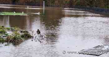 Beck bursts banks in popular York park