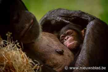 Zoo Antwerpen doopt baby chimpansee Zabari