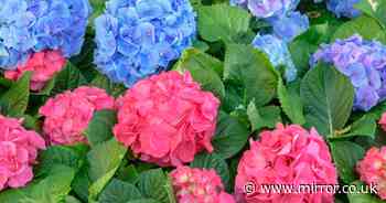 Gardening expert's simple trick to help hydrangeas grow 'masses of flowers'