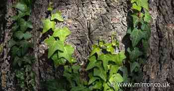 Gardening expert's 'easiest and most effective' method to remove ivy for good