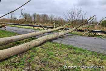 IJzerdijk in Diksmuide versperd door twee grote bomen op de weg