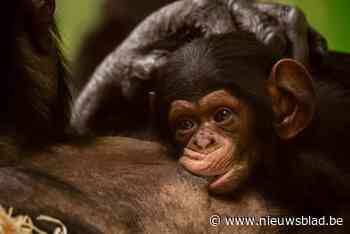 Zoo Antwerpen doopt baby chimpansee Zabari ‘beschermd door God’