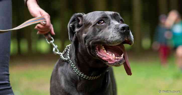 The 50kg status dog breed described as ‘an XL bully on steroids’