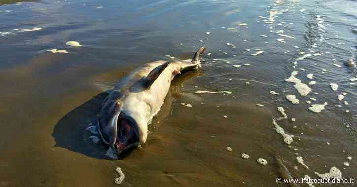 Strage di delfini e altri mammiferi nel Mar Nero dopo il naufragio delle petroliere russe danneggiate da una tempesta nel Mar Nero