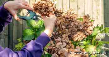 Hydrangeas will 'bloom huge flowers' if pruned at exact time each year