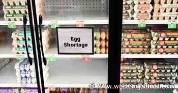 Egg Prices Hit Shocking Highs - Will $9 a Dozen Be the New Standard?