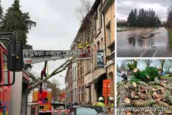 LIVE. Hevige wind van storm Floriane veroorzaakt hinder: brandweer heeft handen vol met gesneuvelde bomen - Zoo en Planckendael sluiten vroeger - meldingen voor stormschade stromen binnen