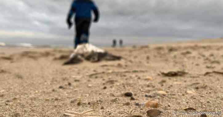 Sturm spült große Mengen Seesterne auf Sylter Strand