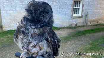 Soot-covered owl rescued from log burner after falling down 15ft flue and getting trapped for days