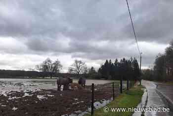 Storm blaast bomen op de weg en op auto’s