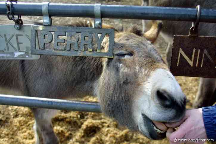 Perry, real-life inspiration for Donkey character in ‘Shrek,’ dies at age 30