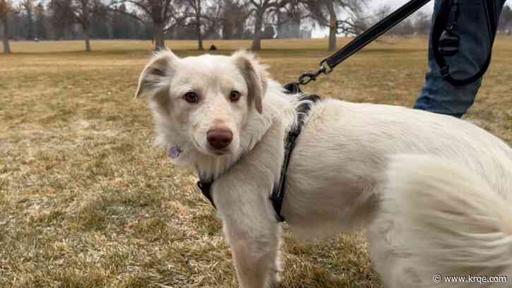 Stray dog shot in the face gets a new lease on life in Denver