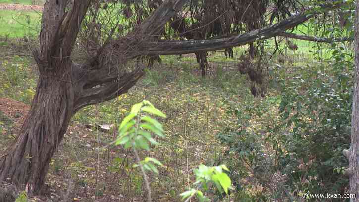 APD investigating murder after man found dead in southeast Austin wooded area Saturday