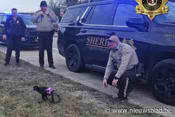 Politie in Missouri vangt aapje in roze tutu: “Je weet nooit wat de dag brengt”