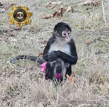 Police called to rescue tutu-wearing escaped monkey