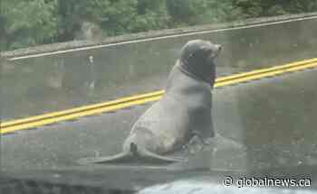 ‘Cat and mouse’ game afoot to find sea lion lost on B.C. highway