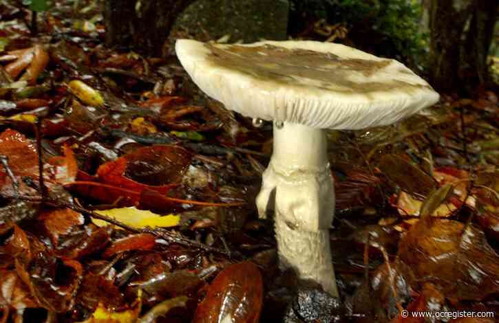 Health officials warn of poisonous mushrooms being sold in Monterey County