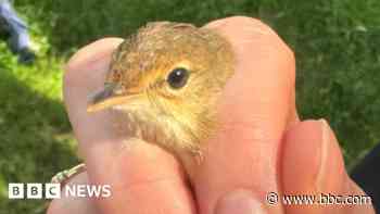 'Visible decline' in bird life on Lough Neagh