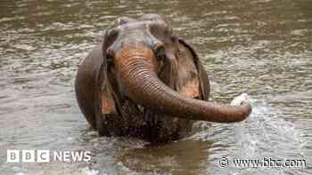 'Stressed' elephant gores Spanish tourist to death in Thailand