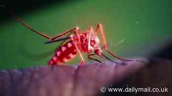 Why a photo of this mosquito glowing red has Aussies worried: 'Could go terribly wrong'