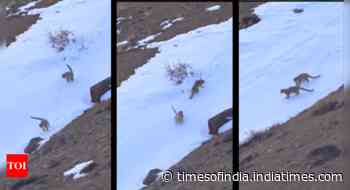 'Fleeting dance of wild joy': Video captures two rare snow leopards playing in Ladakh